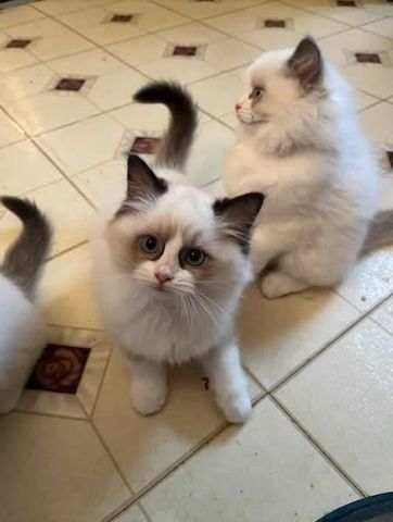 Ragdoll-Kätzchen (männlich und weiblich)