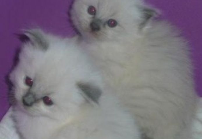 Reinrassige Ragdoll-Kätzchen