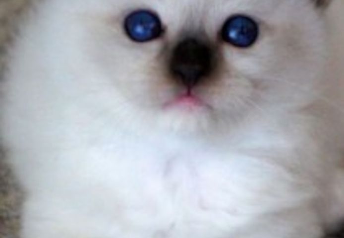 Ragdoll-Kätzchen (männlich und weiblich)