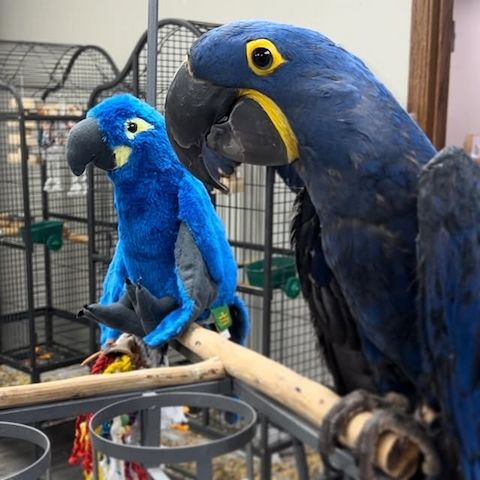 Hyazinthara-Papageien, Männchen und Weibchen