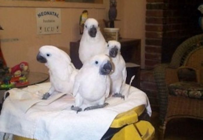 Weißhaubenkakadus jetzt bereit