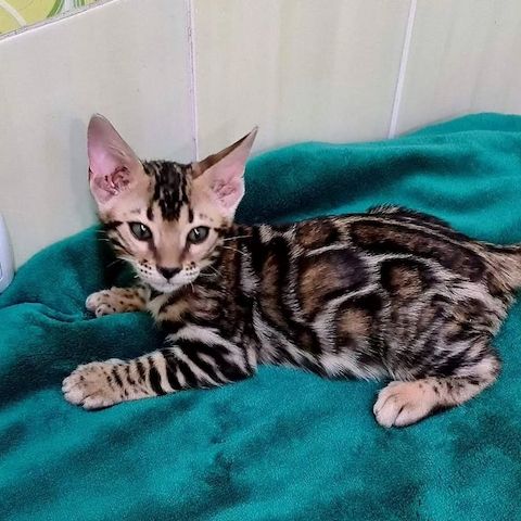 Bengalkätzchen suchen ein liebevolles Zuhause.