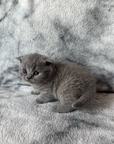 Wunderschöne Britisch Kurzhaar-Kätzchen zu verkaufen.