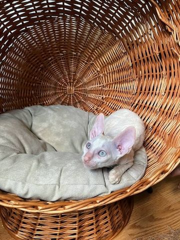 Wunderschöne Cornish Rex-Kätzchen zu verkaufen.