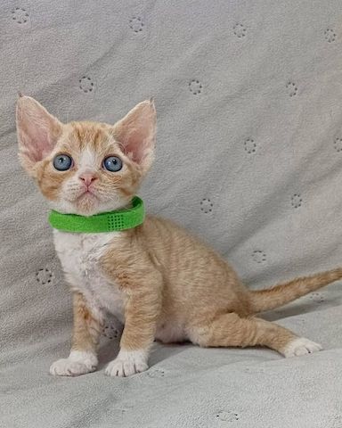 Wunderschöne Devon Rex-Kätzchen zu verkaufen.