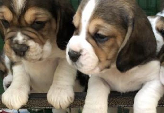 Beagle-Welpen