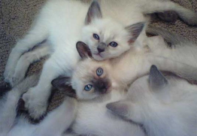 Balinesen Kätzchen mit Stammbaum