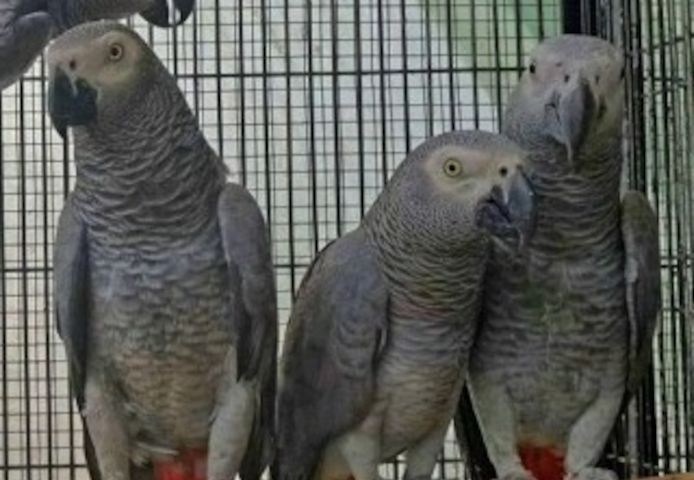 Papageien zu verkaufen
