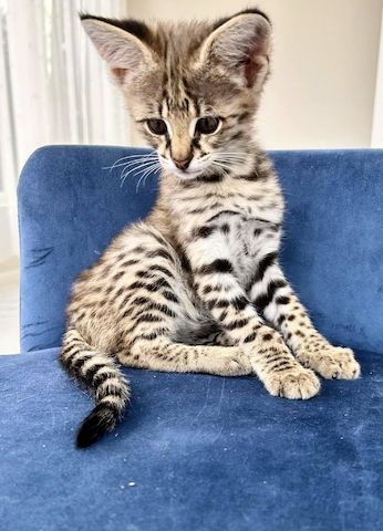 Savannah f4, f5, f6 Kätzchen