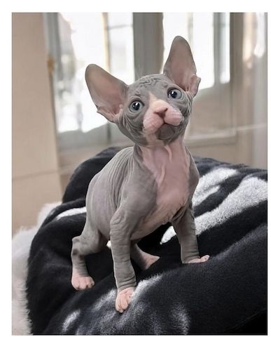 Sphynx-Kätzchen zu verkaufen