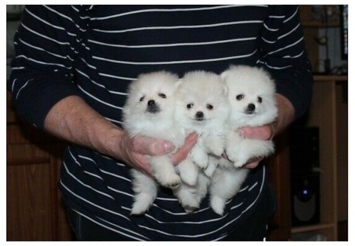 MINI POMERANIAN ZWERGSPITZ BOO WELPEN
