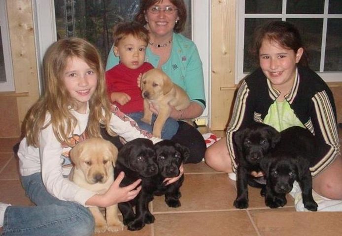 Labradorwelpen mit Papieren