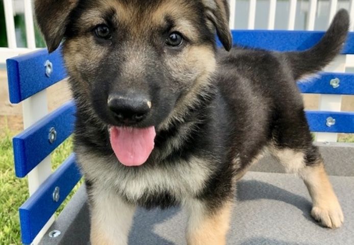 Deutscher Schäferhund welpen