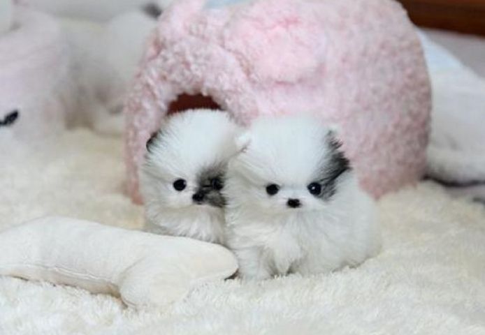 Pomeranian Zwergspitz Welpen .