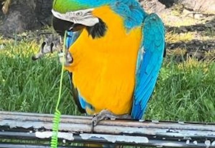 Wunderschöne sprechende blau-goldene Aras