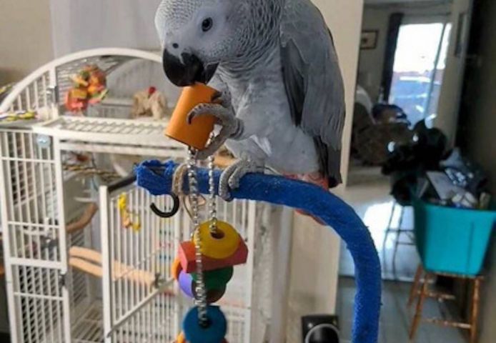 Sprechende Graupapageien