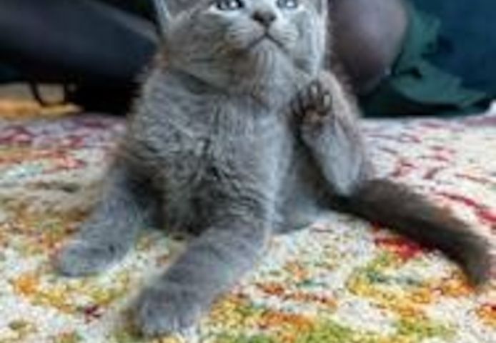 Russisch Blau Kätzchen