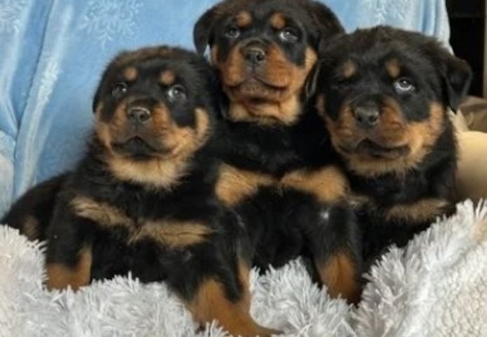 Rottweilerwelpen