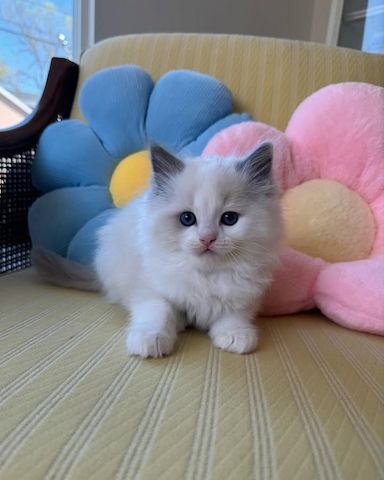 Котята породы рэгдолл