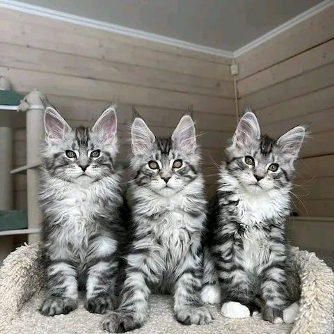 maine coon kitten