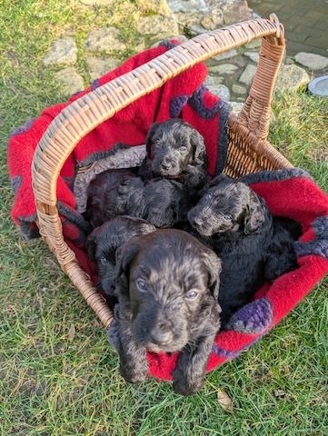 Portugiesische Wasserhund- Bergamasker Hirtenhund Welpen