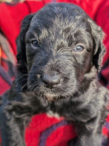 Portugiesische Wasserhund- Bergamasker Hirtenhund Welpen