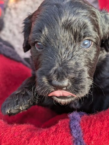 Portugiesische Wasserhund- Bergamasker Hirtenhund Welpen