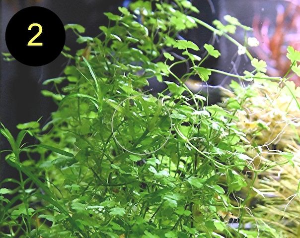 Jap. Kleeblatt, Kl. Wasserstern,  Kl. Fluss- Hahnenfuß (ab 2€)