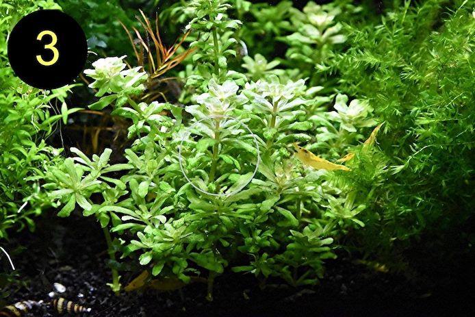 Jap. Kleeblatt, Kl. Wasserstern,  Kl. Fluss- Hahnenfuß (ab 2€)