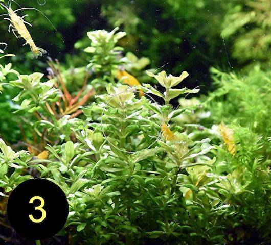 Jap. Kleeblatt, Kl. Wasserstern,  Kl. Fluss- Hahnenfuß (ab 2€)