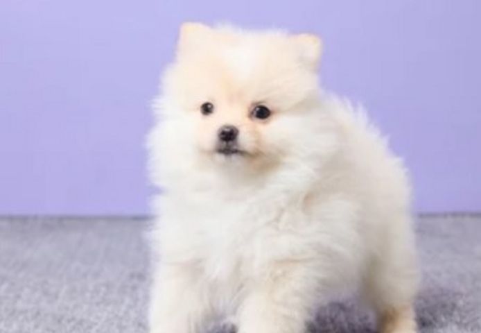 Pomeranian-Welpen suchen ein neues Zuhause