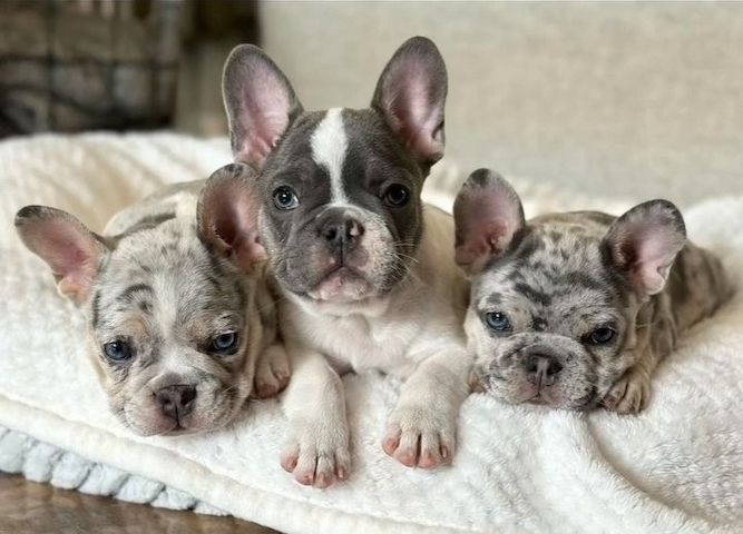 Französische Bulldoggenwelpen abzugeben