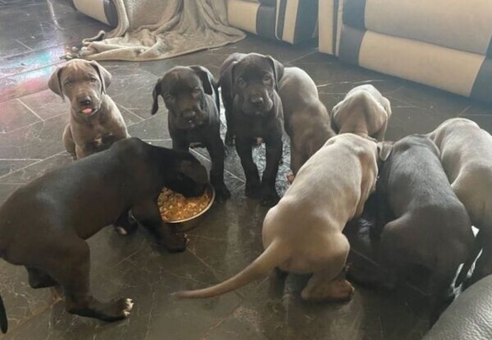 Deutsche Doggenwelpen ab sofort abgabebereit.