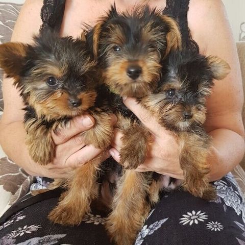 Vollständig abgabebereite Yorkshire-Terrier-Welpen