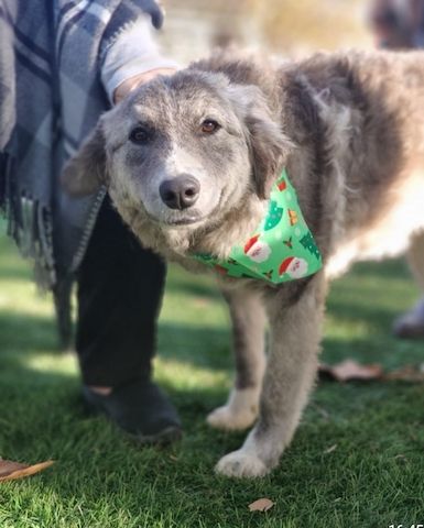 Ruby, a.d.Tierschutz, sucht liebes Happy-Home