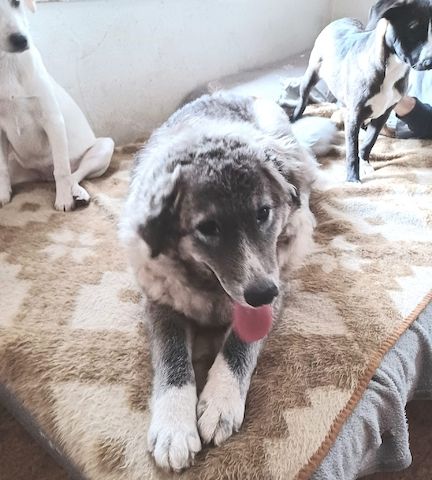 Ruby, a.d.Tierschutz, sucht liebes Happy-Home