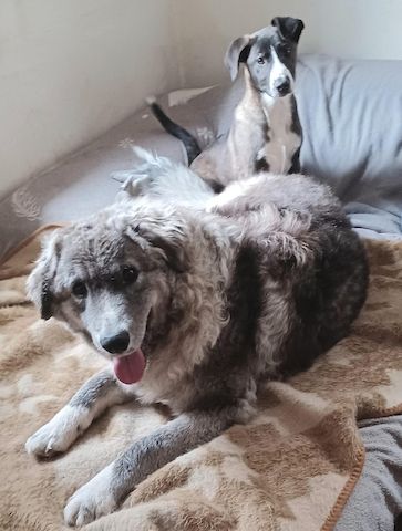 Ruby, a.d.Tierschutz, sucht liebes Happy-Home