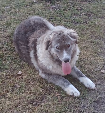 Ruby, a.d.Tierschutz, sucht liebes Happy-Home