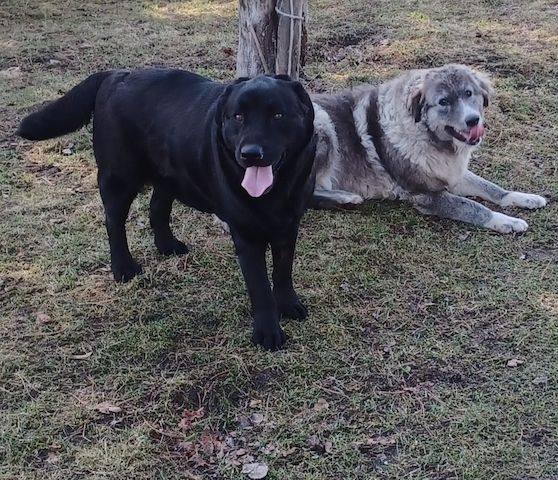 Ruby, a.d.Tierschutz, sucht liebes Happy-Home