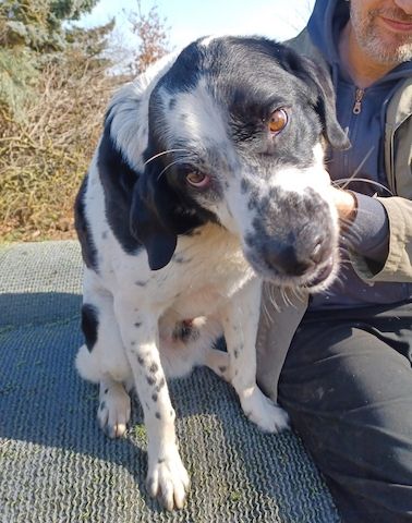 Rez, a.d.Tierschutz, ruhig und menschenbezogen