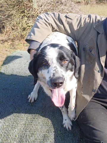 Rez, a.d.Tierschutz, ruhig und menschenbezogen