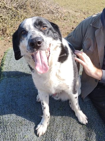 Rez, a.d.Tierschutz, ruhig und menschenbezogen