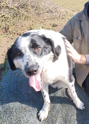 Rez, a.d.Tierschutz, ruhig und menschenbezogen