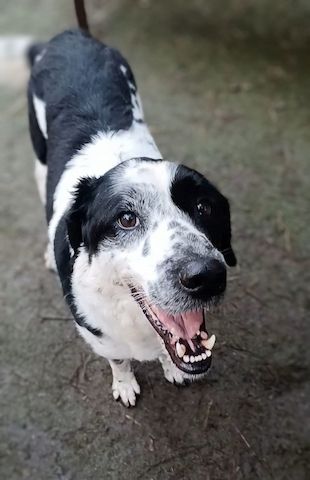 Rez, a.d.Tierschutz, ruhig und menschenbezogen