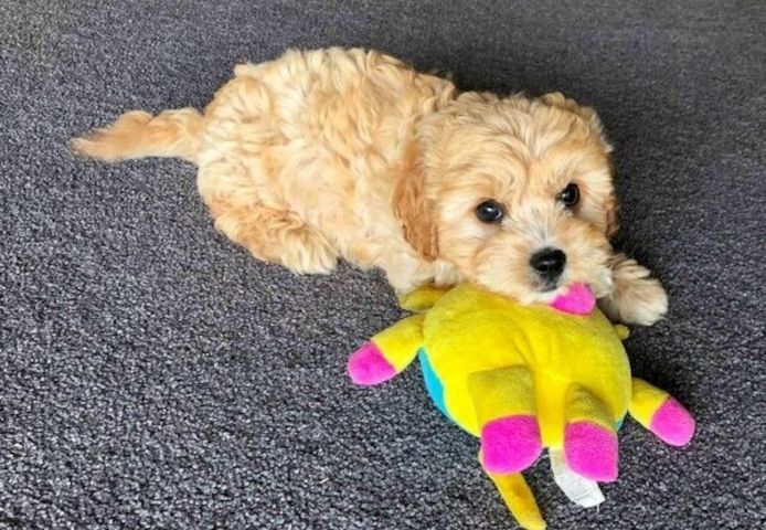 Cavachon-Welpen, bereit für Ihr neues Zuhause