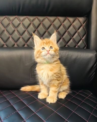 Wunderschönes Maine-Coon-Kätzchen