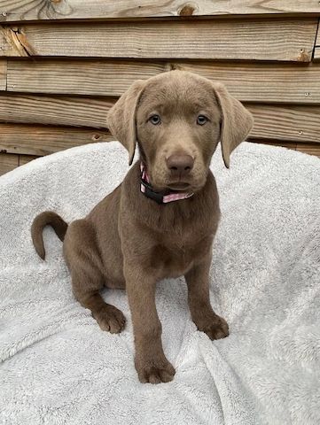 Wunderschöne Labrador-Welpen suchen ein liebevolles Zuhause