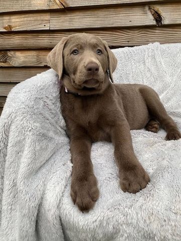 Wunderschöne Labrador-Welpen suchen ein liebevolles Zuhause