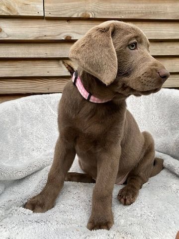 Wunderschöne Labrador-Welpen suchen ein liebevolles Zuhause