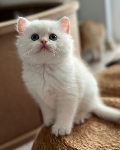 Wunderschönes Perserkätzchen zu verkaufen